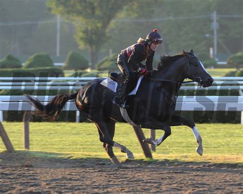 bloodhorse|bloodhorse photos.